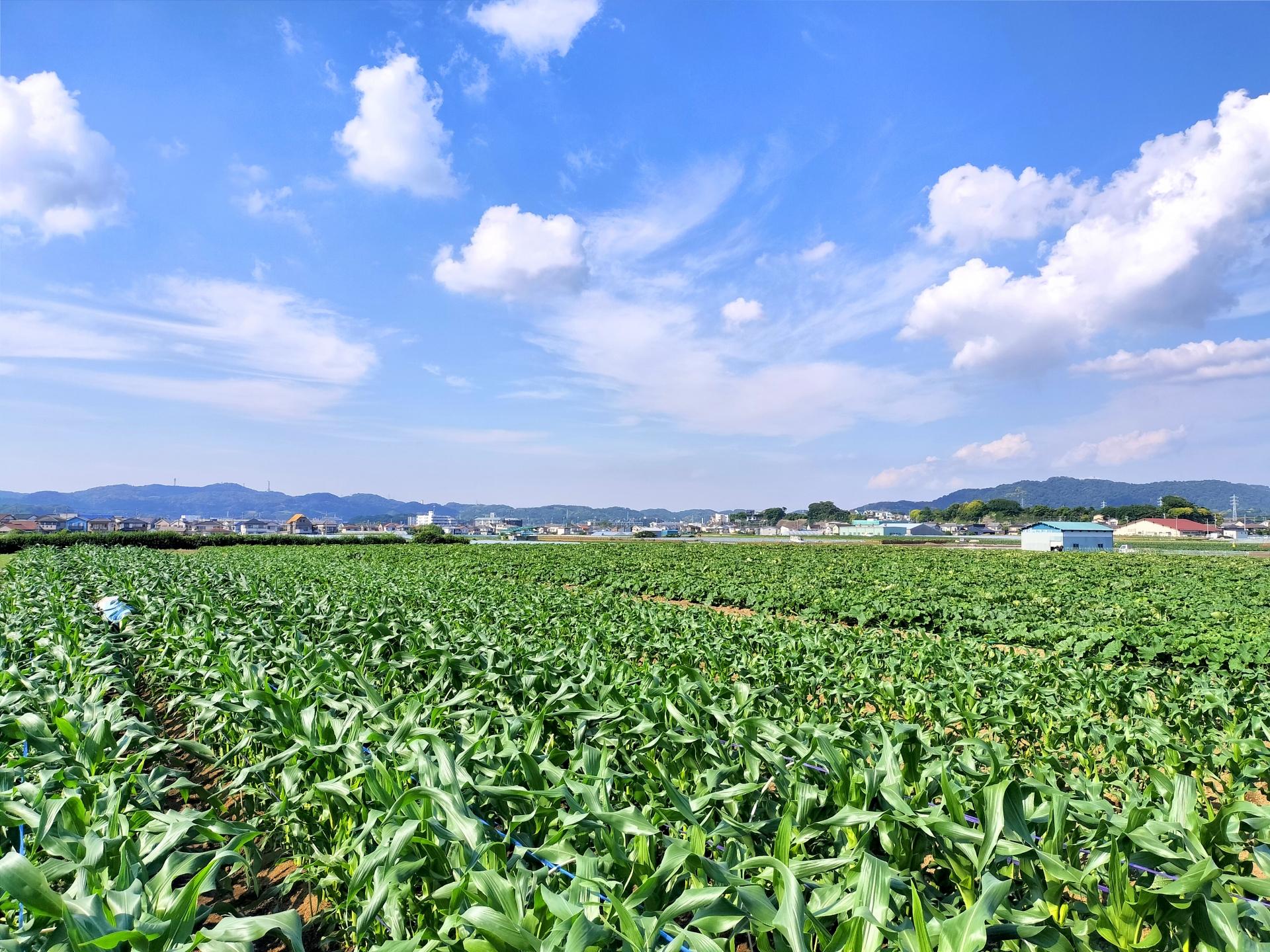休耕地とは?耕作放棄地との違いや土地の再生方法や売却について解説します | 太陽光発電所・農地売却Platform