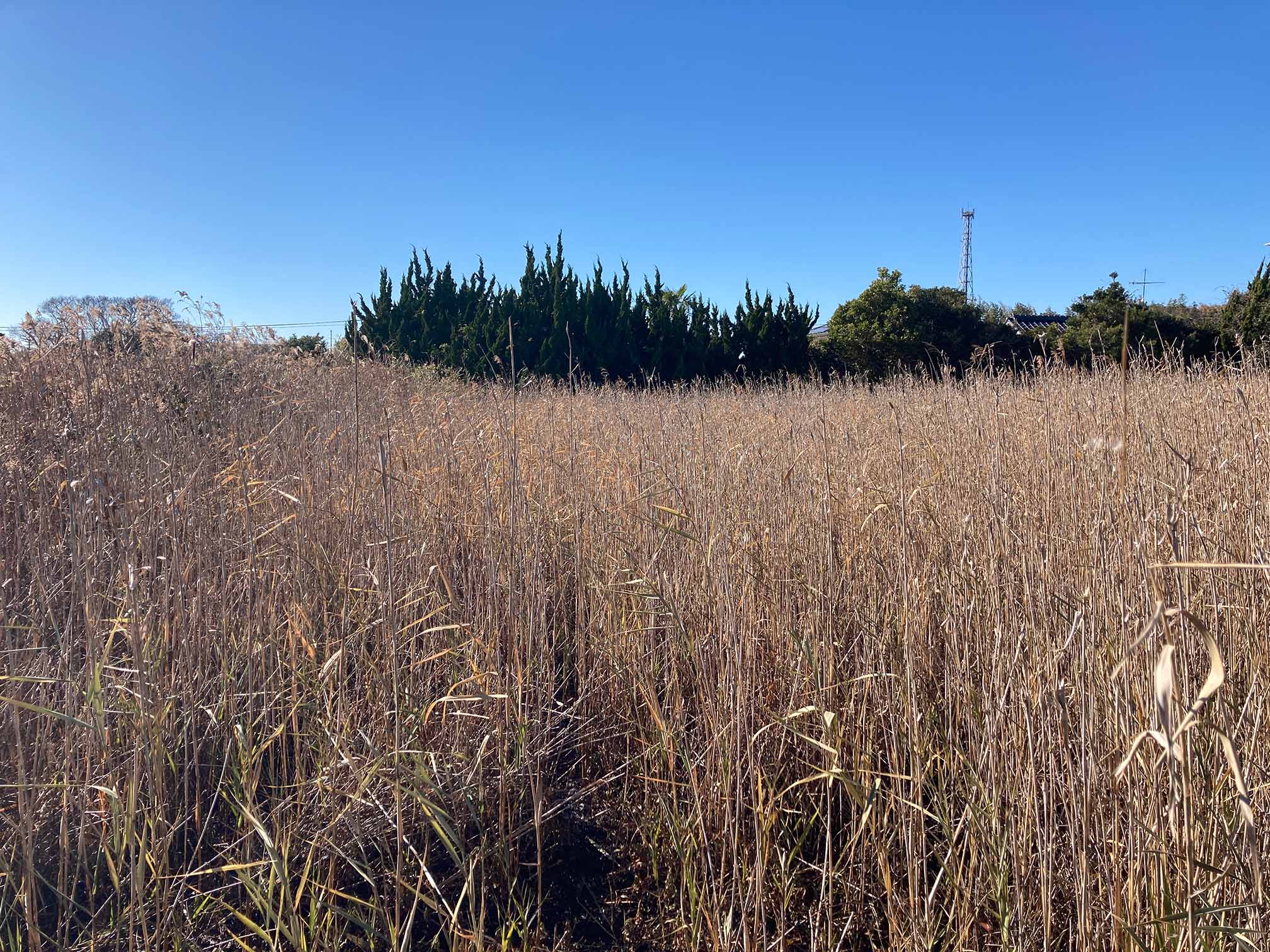 横芝光町の土地