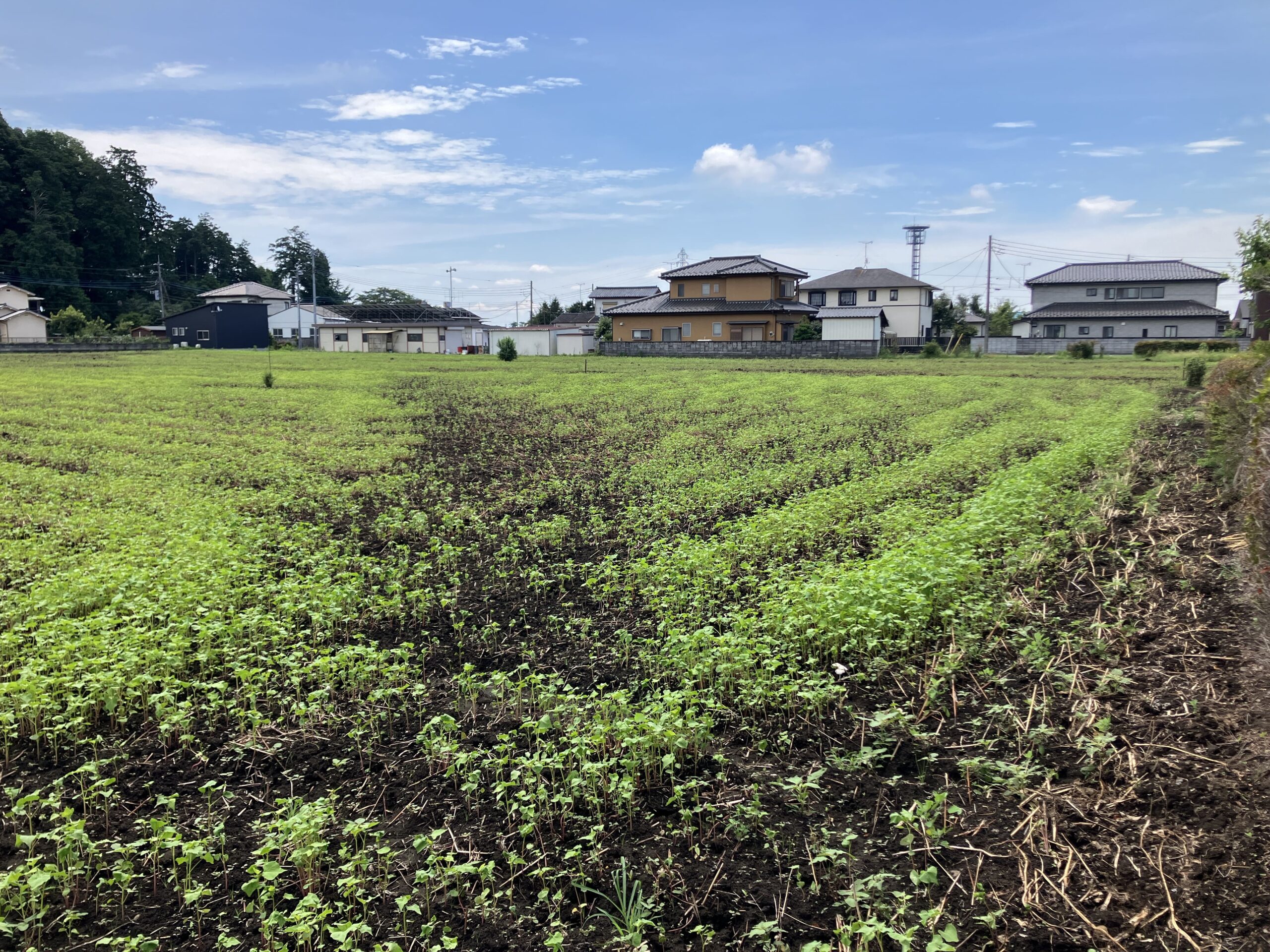 農地相続でいらない土地の最適解は?相続放棄せずに手放す5つの方法