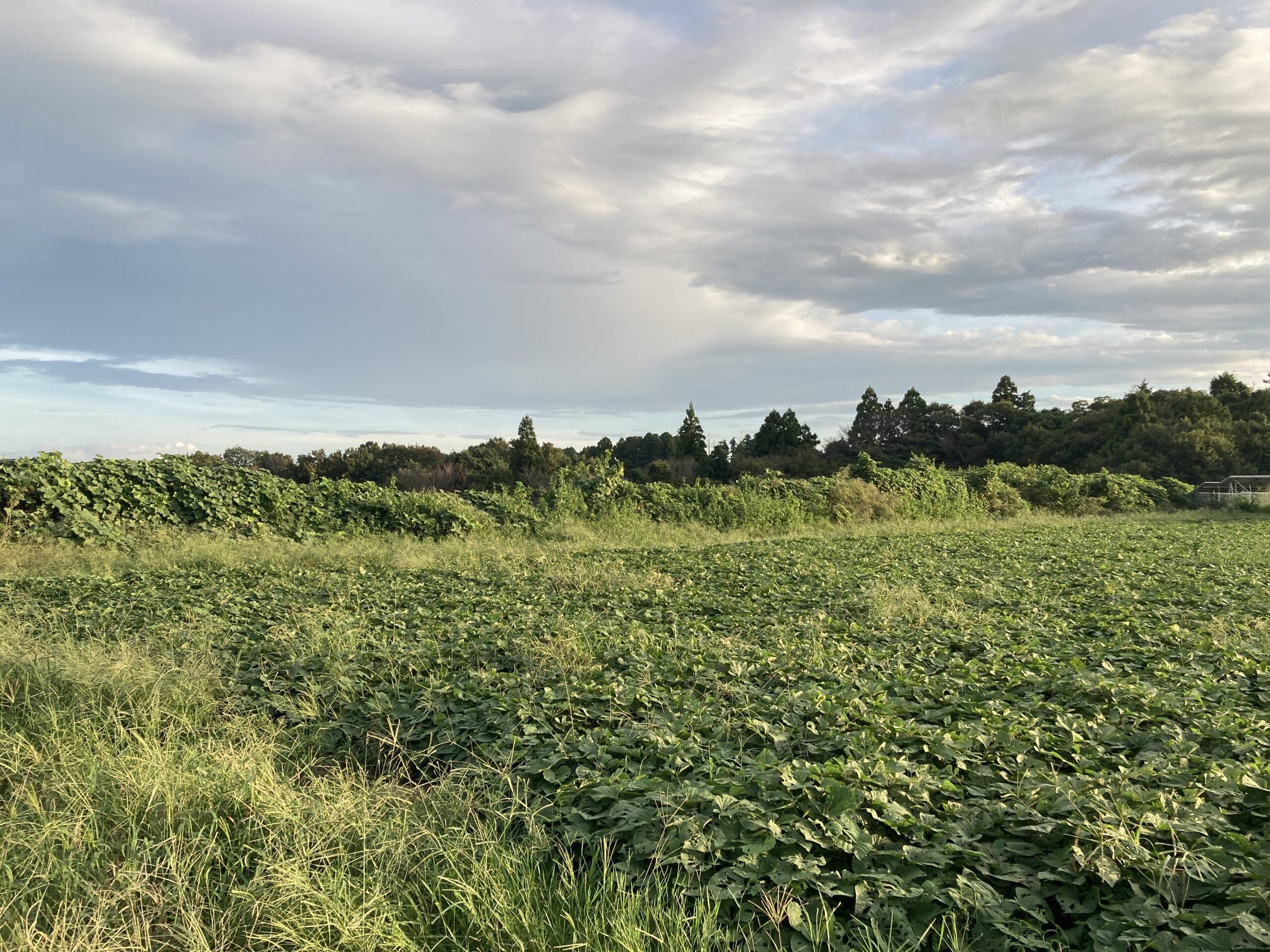 千葉県野田市の土地取引事例と農地・山林・原野・雑種地の価格相場と売却相談の流れを解説