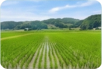 農地（田んぼ/畑）